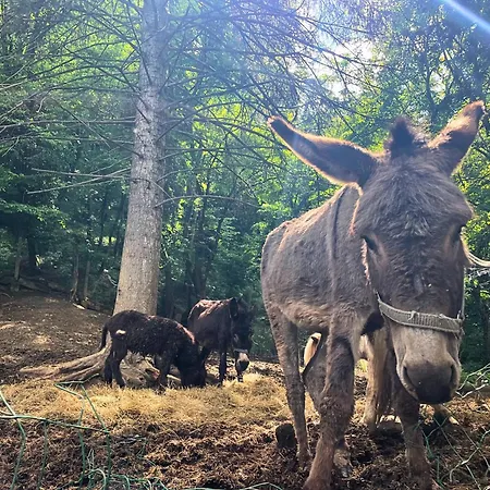 Гостевой дом Kъщичка в полите на планина витоша с коне и животни София